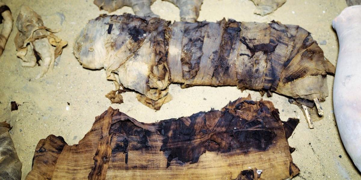 Fotos: Descubren docenas de gatos y escarabajos momificados en Egipto