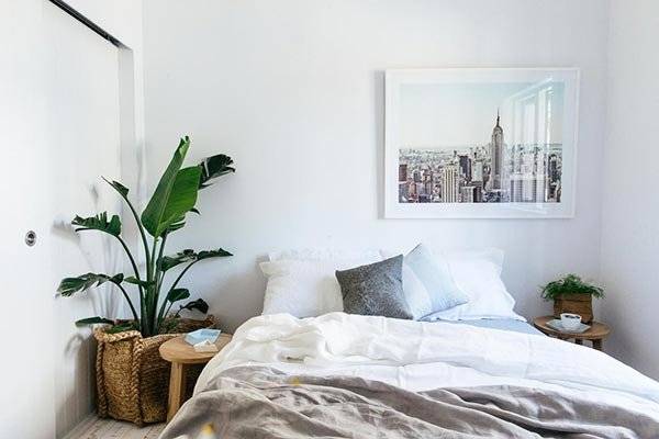 Planta