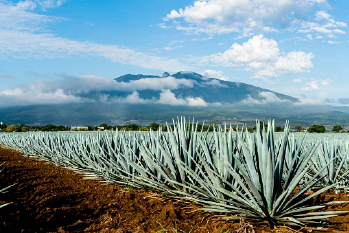 Industria tequilera requiere plantación de 75 millones de agaves