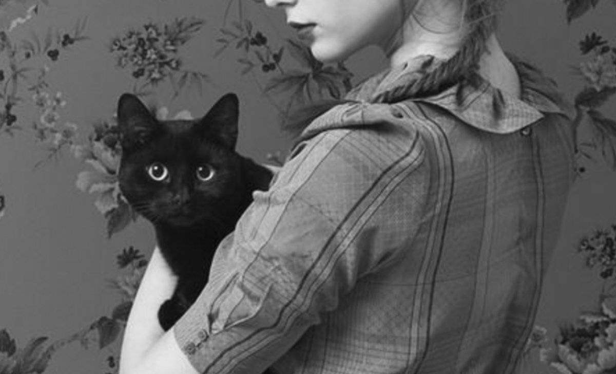 gato negro