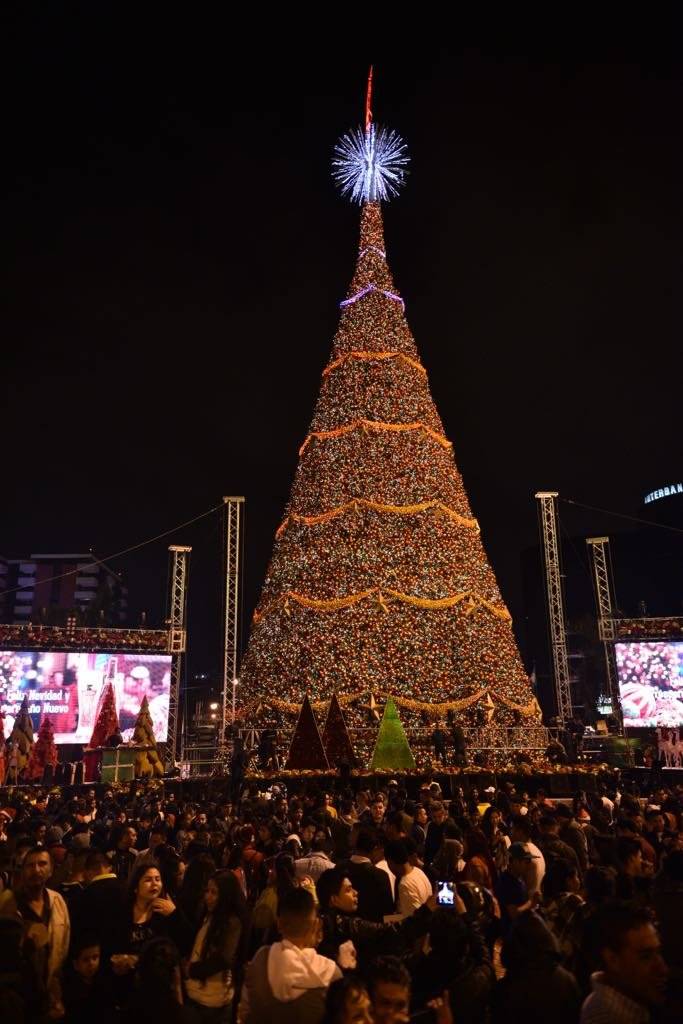 Árbol Gallo 2018