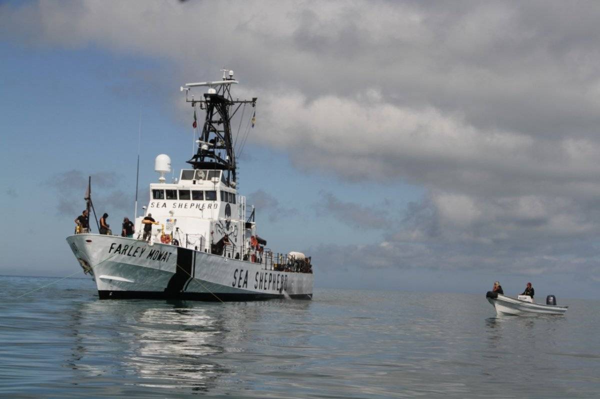 Esfuerzos para el rescate de la vaquita marina