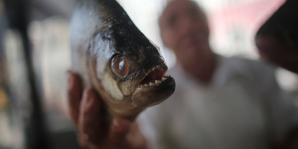 Encuentran alarmante cantidad de plástico en estómagos de peces del Amazonas