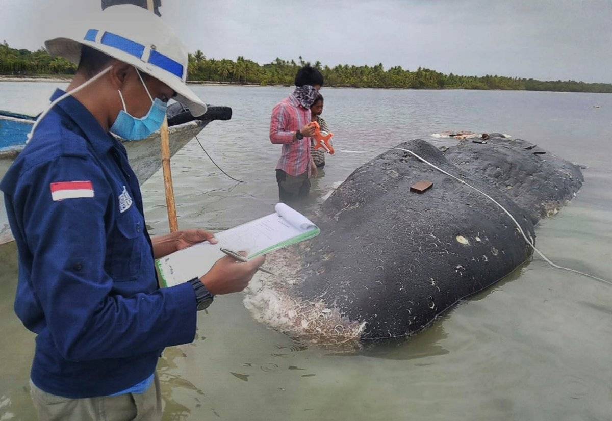 ballena estómago con plástico