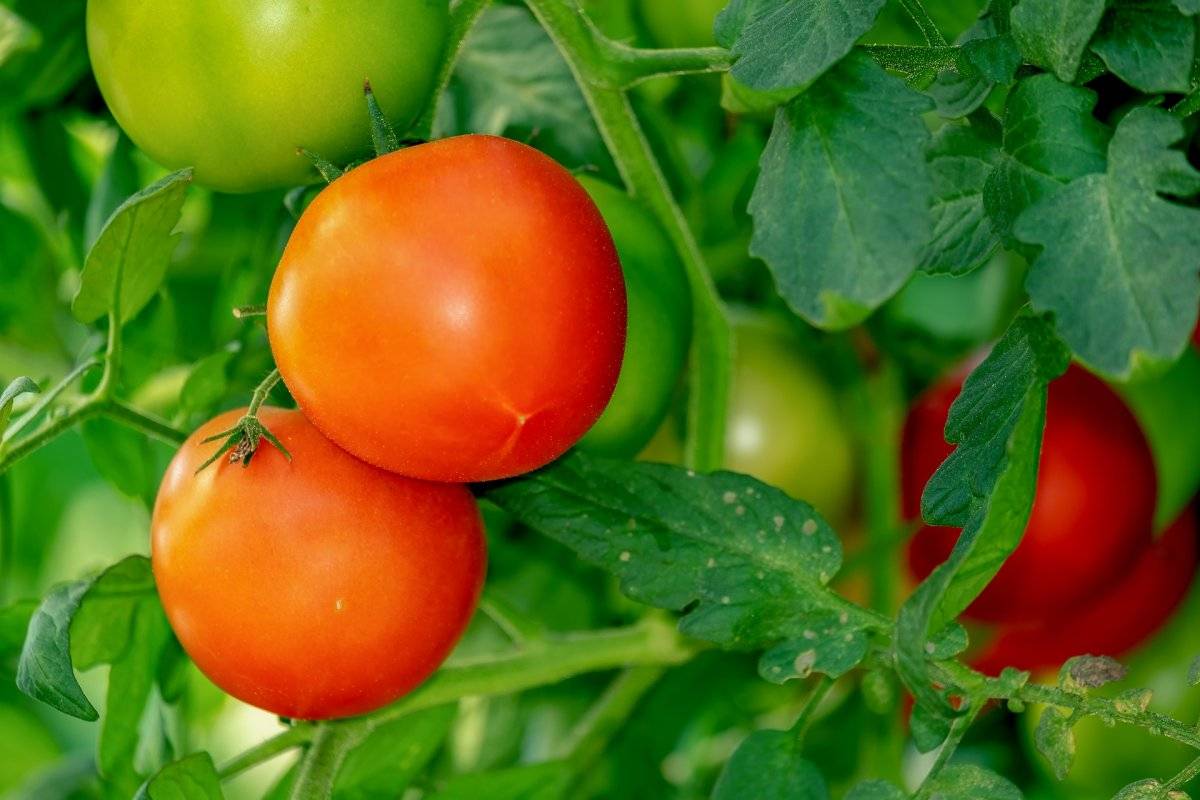 tomate