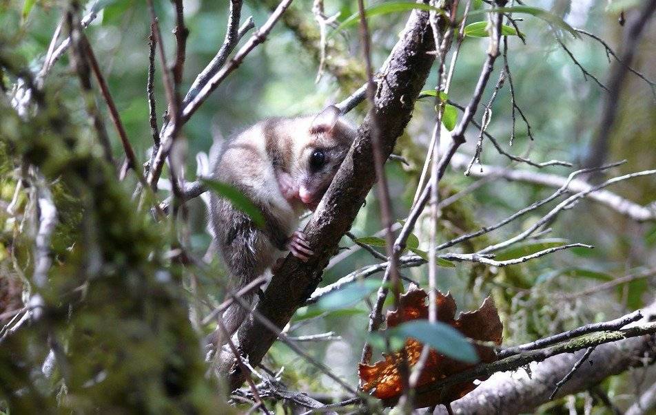 monito del monte