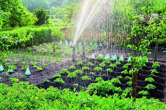 Jardin