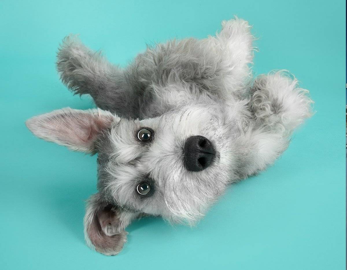 Selfie Pet Day