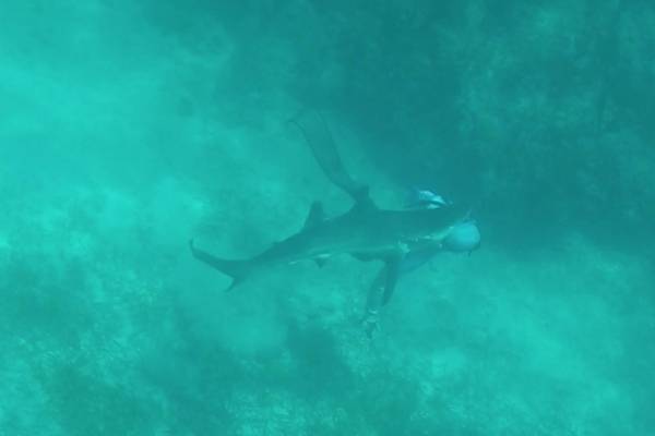 El video de cuando una pareja de buzos se topa no con un tiburón, sino que con cientos