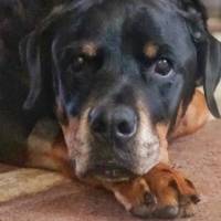 María Teresa Guerrero confirma la muerte de su perro, Nilos