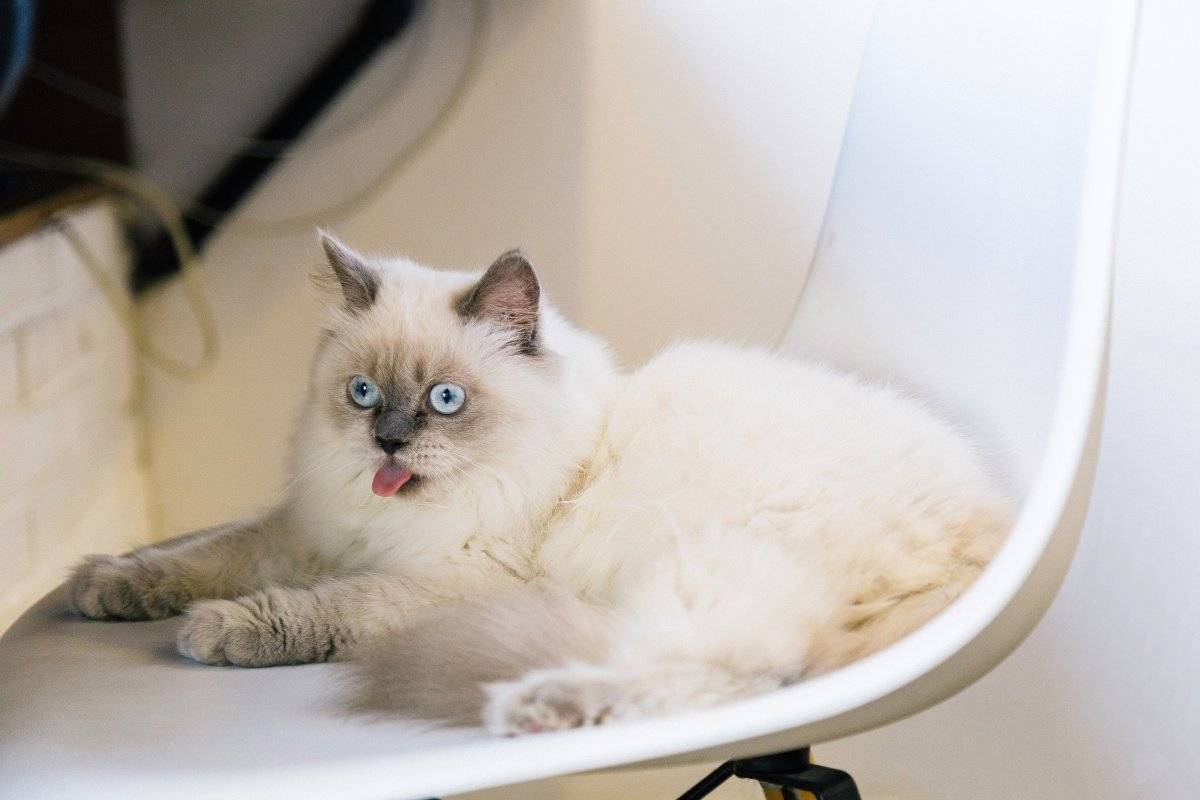 Científicos por fin descubren cómo usan los gatos su lengua para asearse
