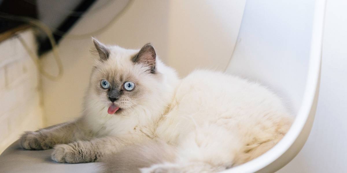 Científicos por fin descubren cómo usan los gatos su lengua para asearse
