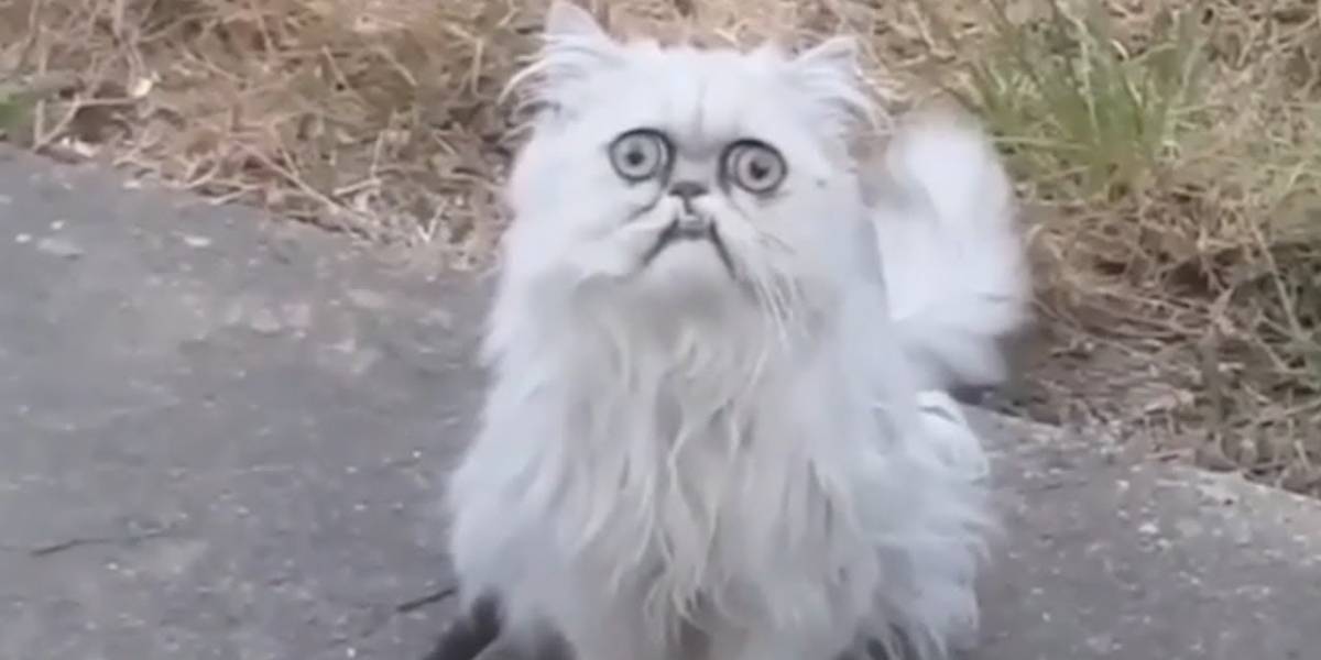 Conoce a Wilfred, el gato feo que la rompe en internet