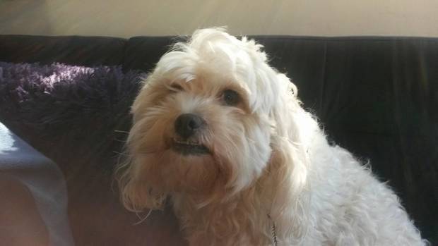 Perro