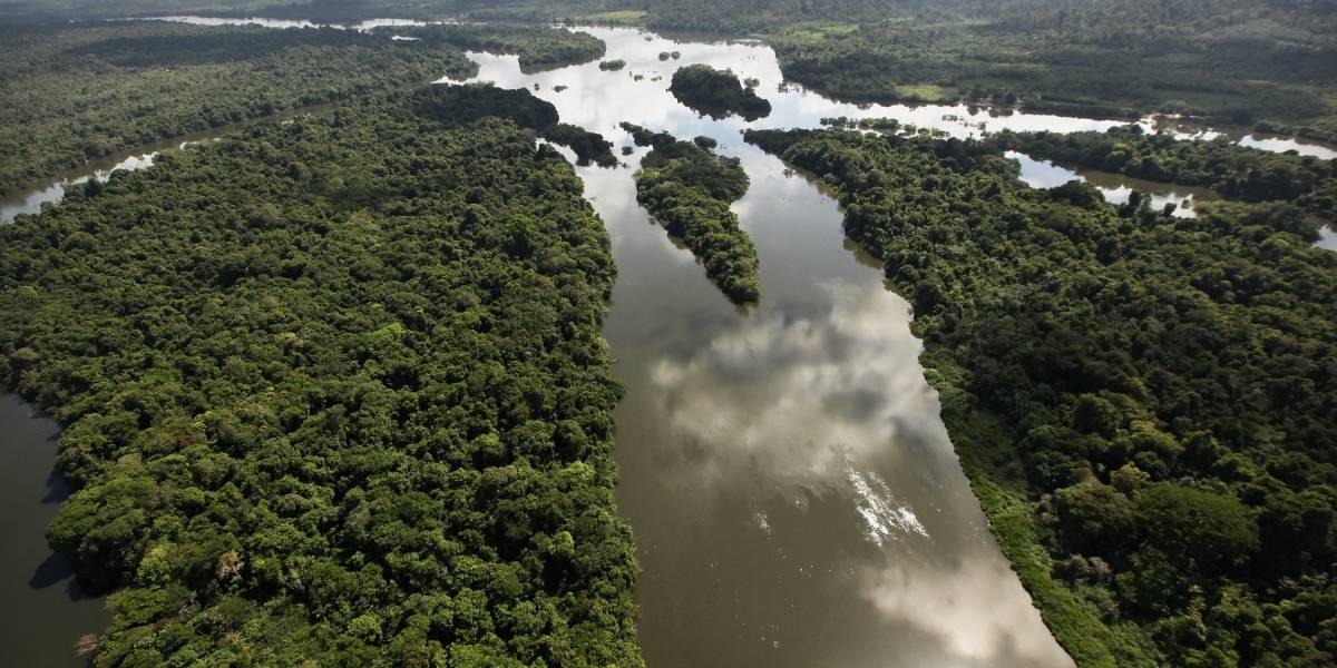 Biochar: Conoce la técnica de la agricultura que puede ayudar a reforestar el Amazonas