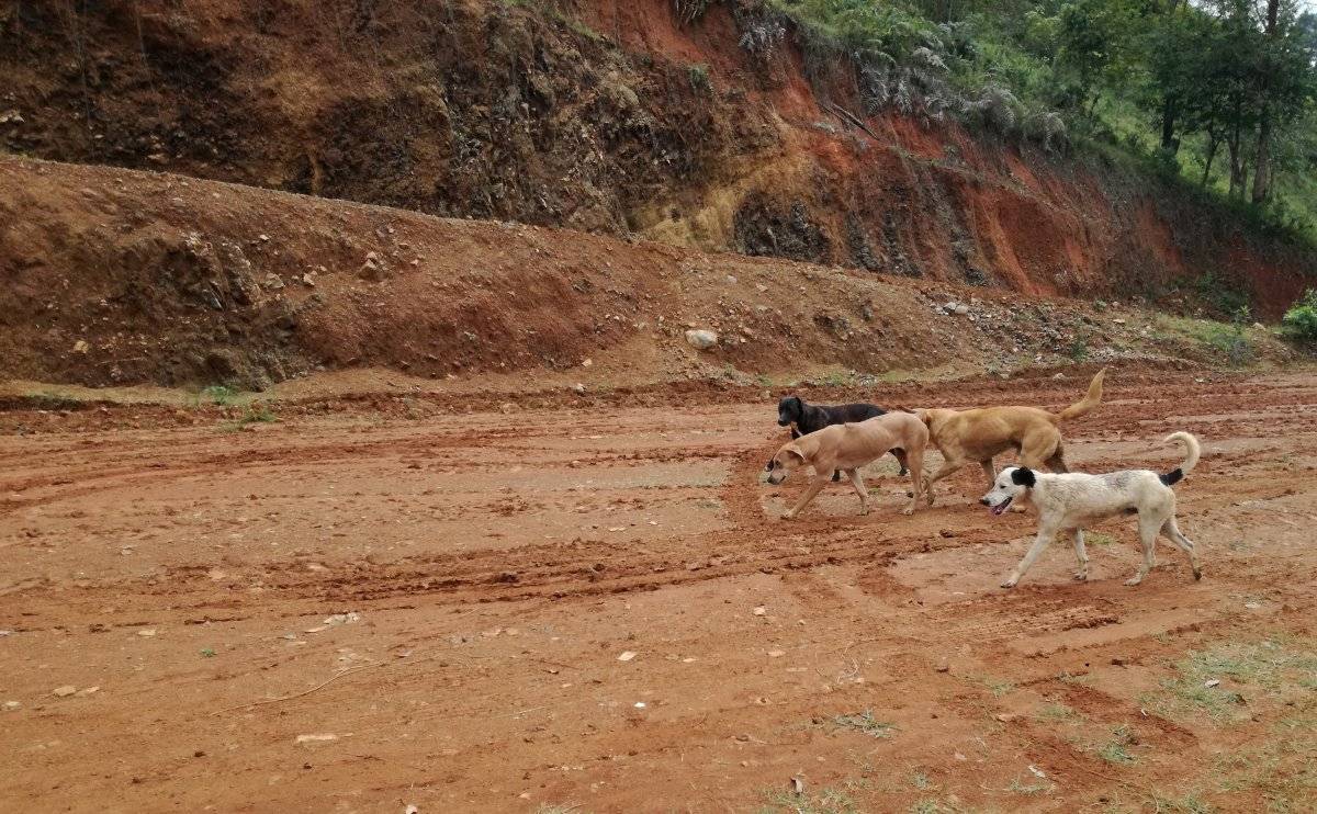 Perros Pradera