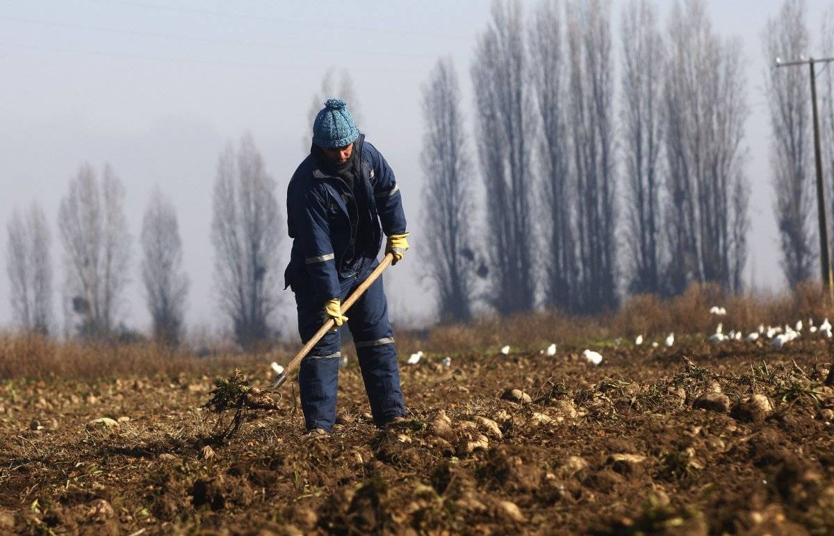 agricultura