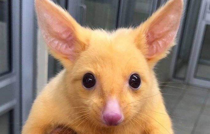 zarigüeya