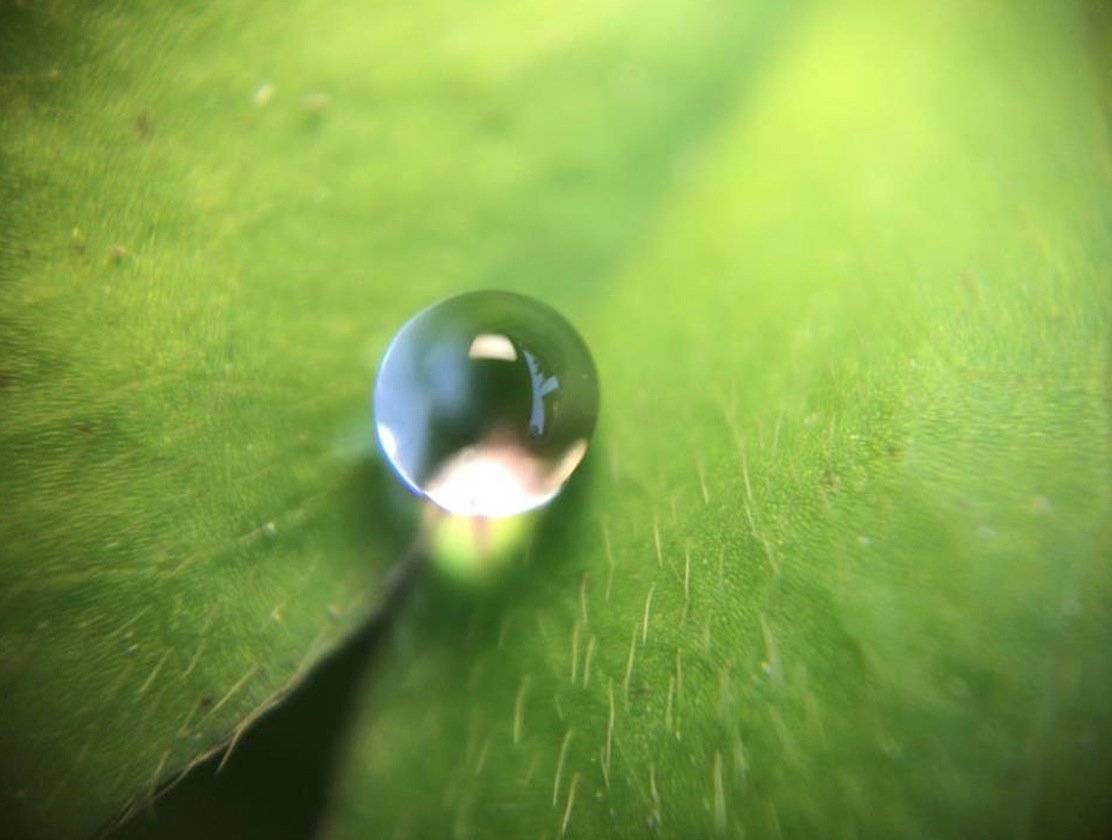Microscopio