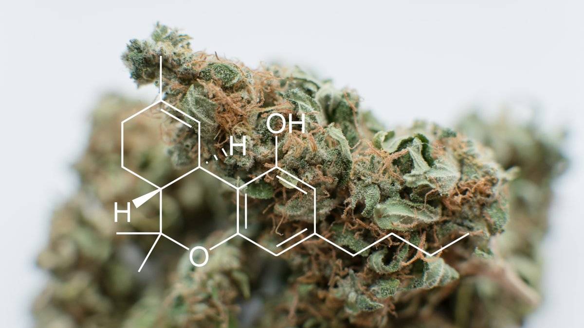 cannabis