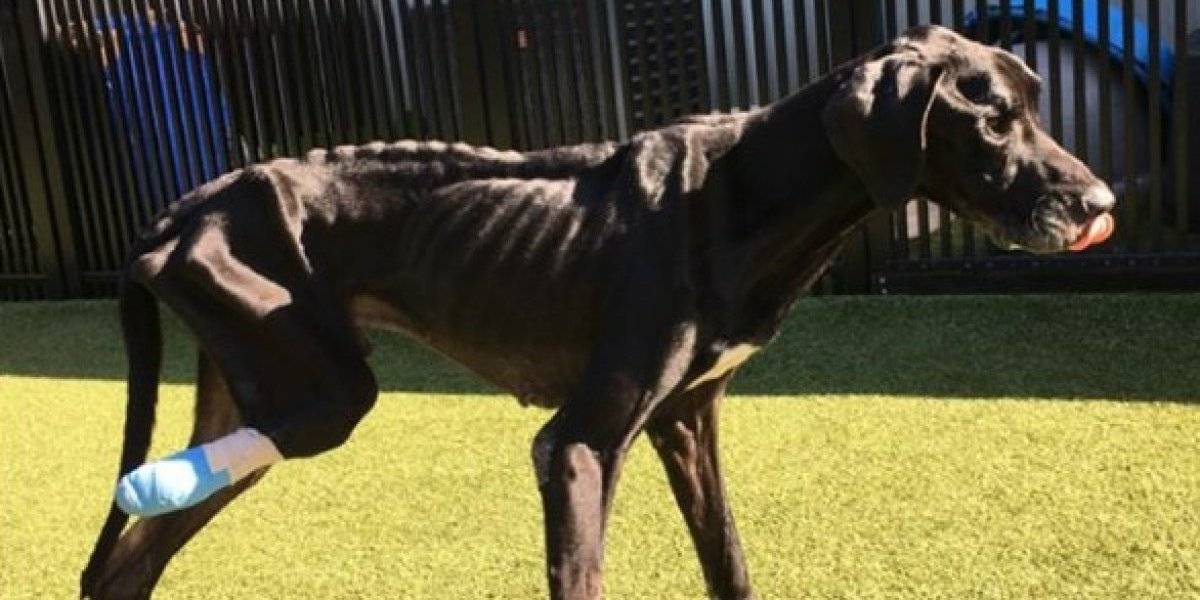 Perro se comió su propia pata porque sus dueños lo mataban de hambre