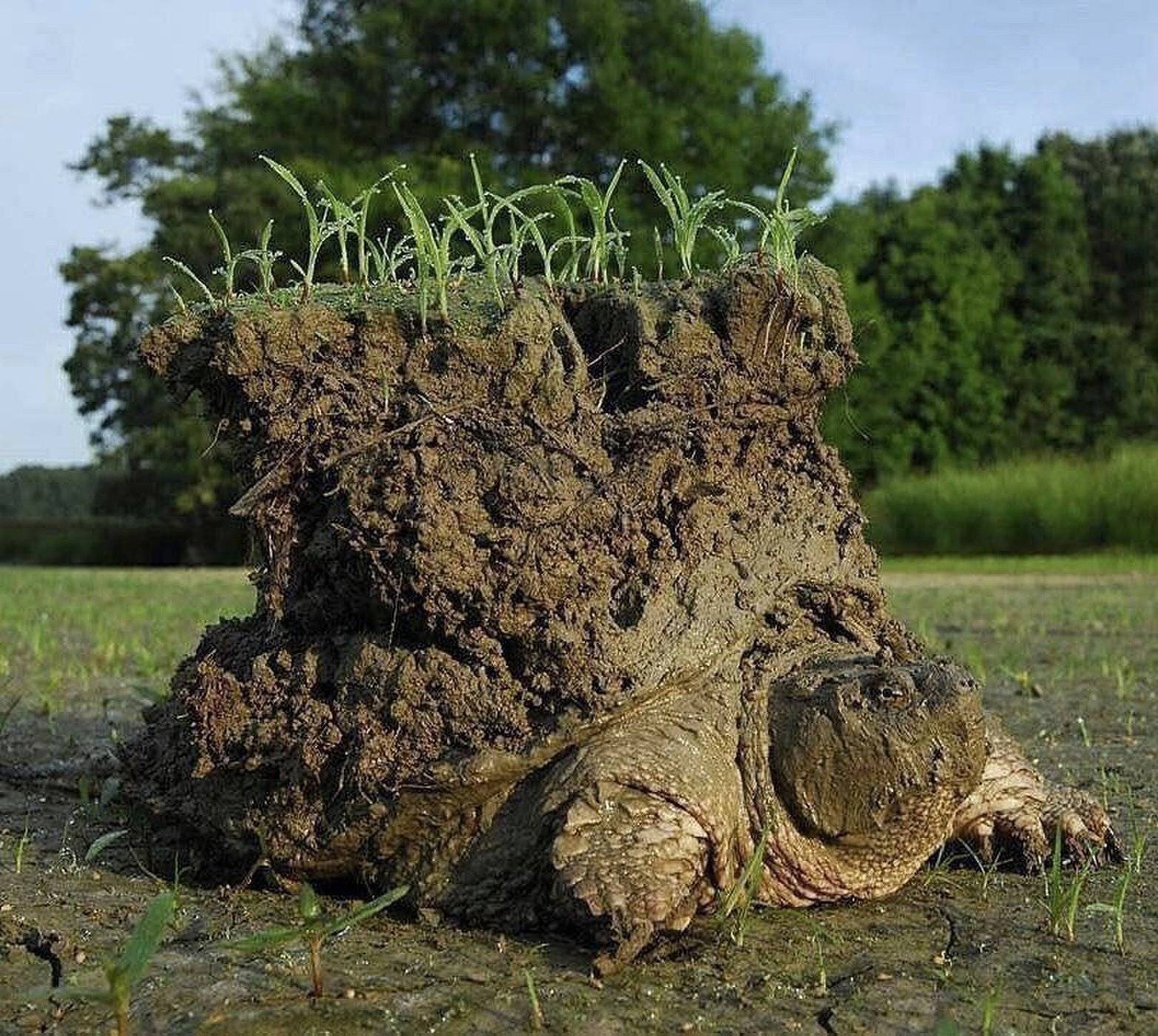 Una fotografía de una tortuga "con un mundo sobre su caparazón" se hizo famosa en internet y resultó ser real Una fotografía de una tortuga "con un mundo sobre su caparazón" se hizo famosa en internet y resultó ser real