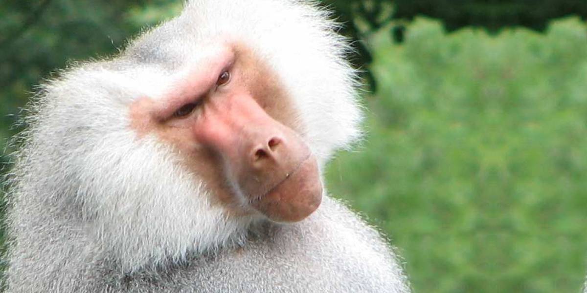 Dos monos reciben un trasplante de corazón de un cerdo y sobreviven