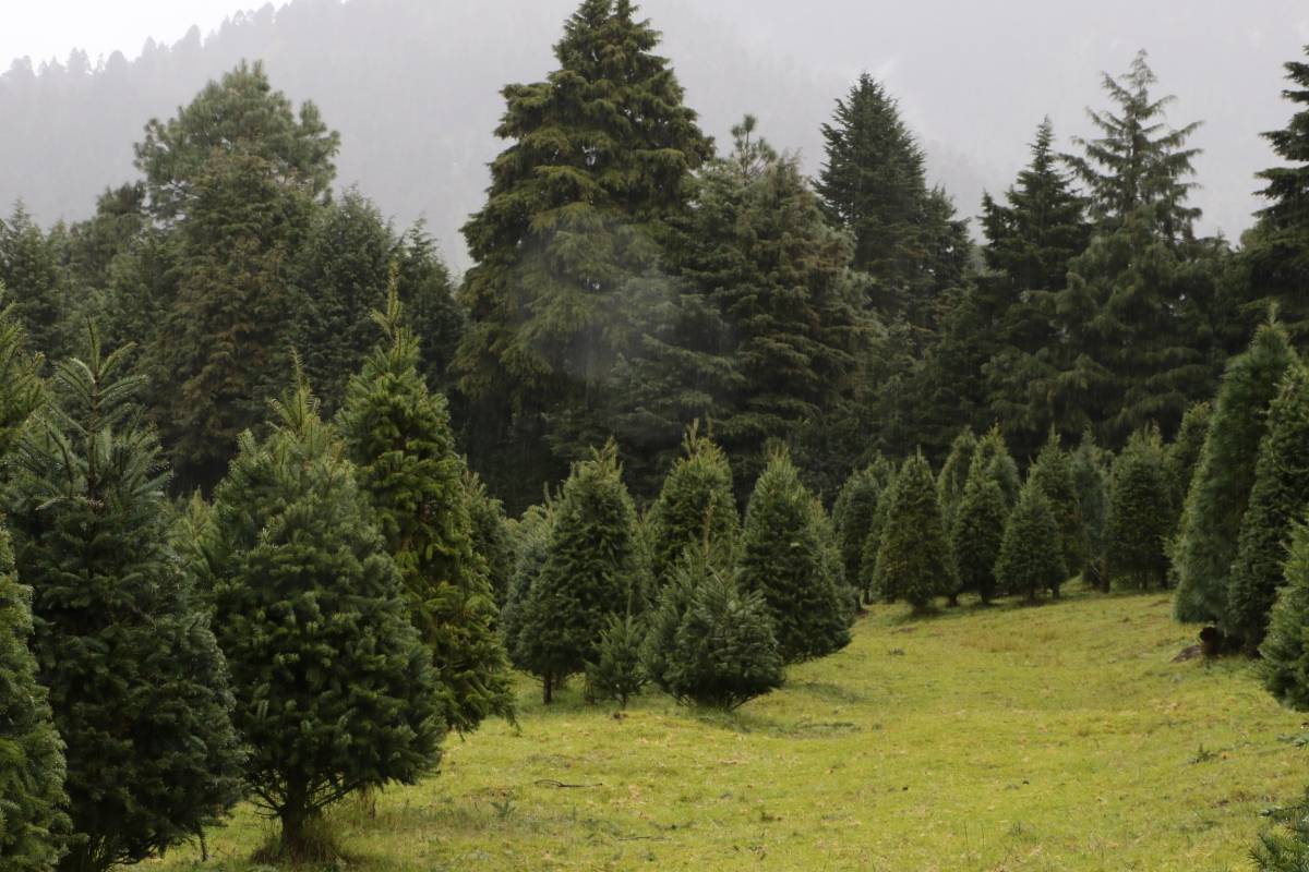 El Bosque de Árboles de Navidad más grande del mundo está en México