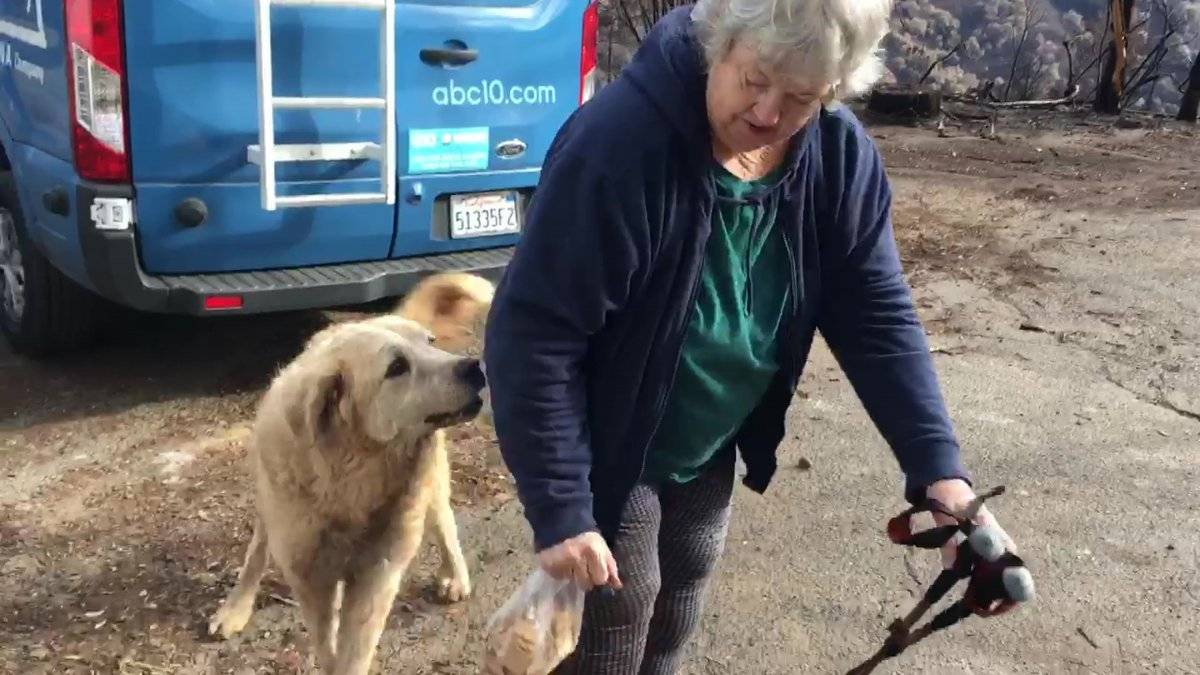El momento del reencuentro entre "Madison", el perro, y Andrea Gaylord