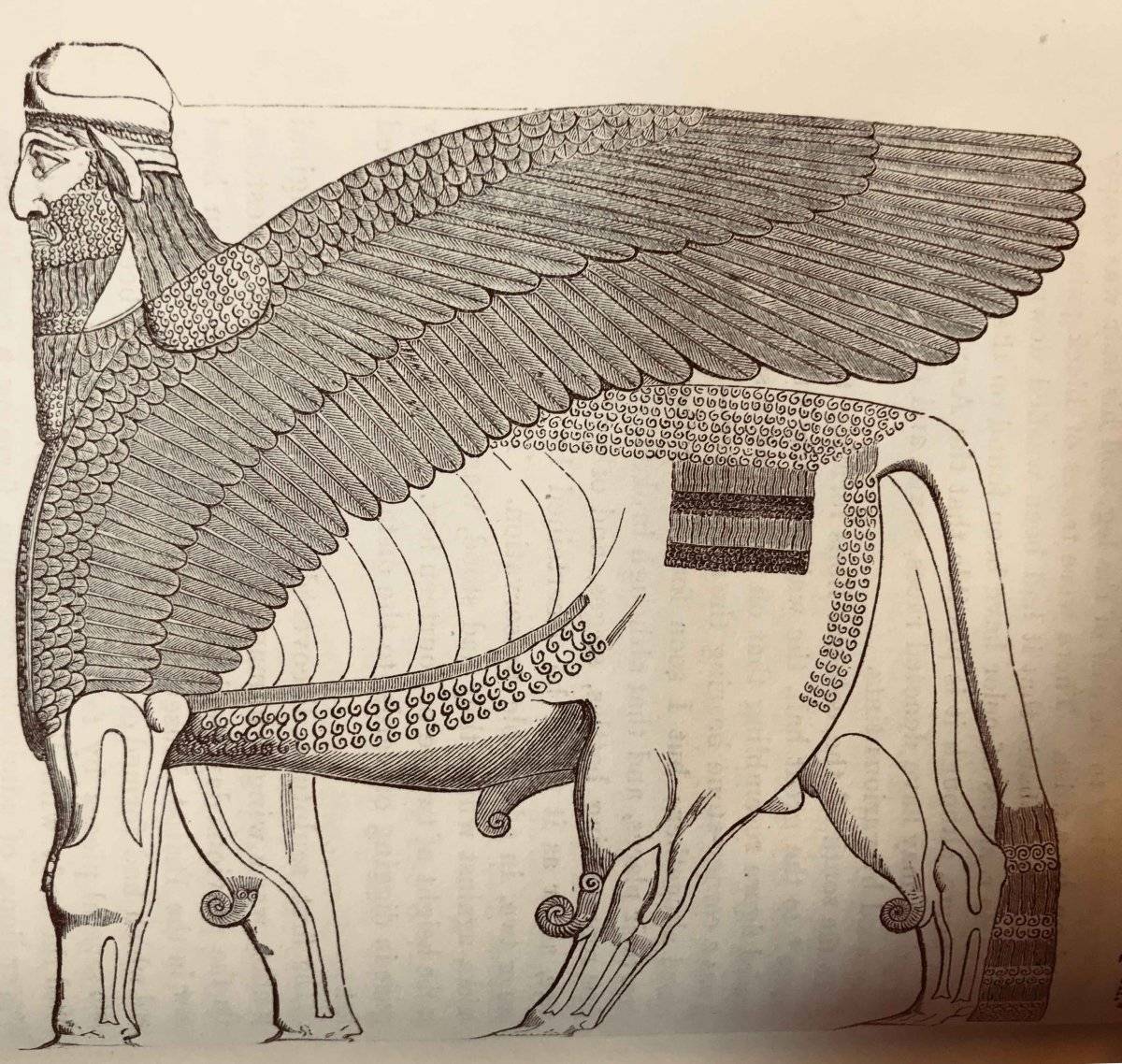 104676605lamassu-f5fca02dfd4c36174724248adafa329b.jpg