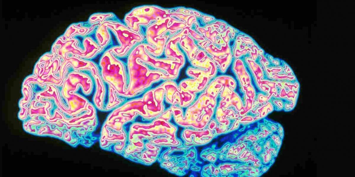 Chilenos logran identificar un mecanismo que detiene el temido Alzheimer