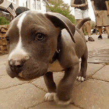 ataques de PitBull a personas