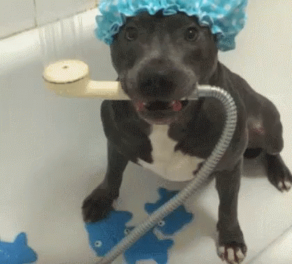 ataques de PitBull a personas