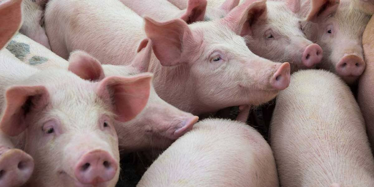 Científicos lograron reactivar cerebros de cerdos 4 horas después de muertos