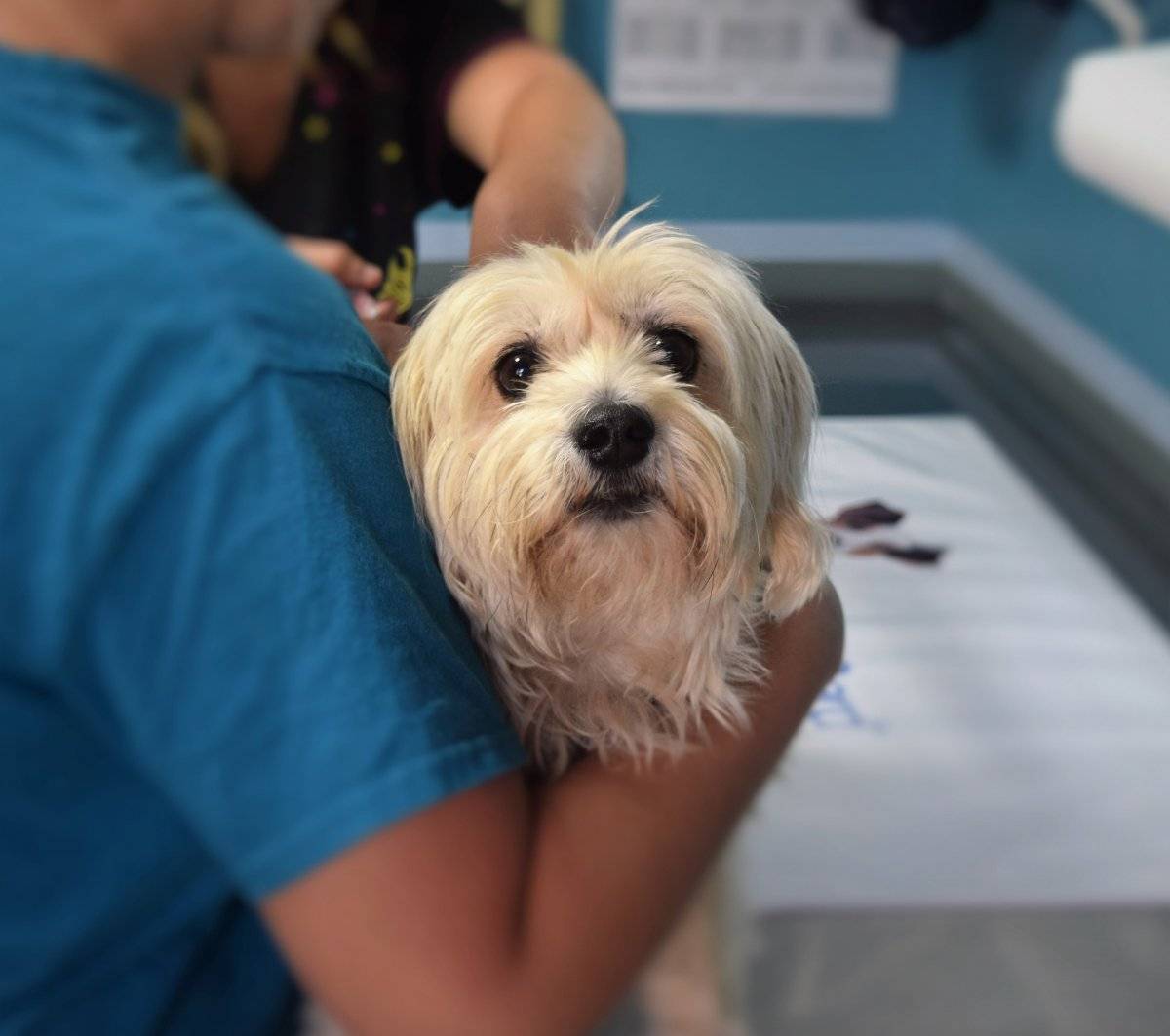 cão_ cachorro_ veterinário
