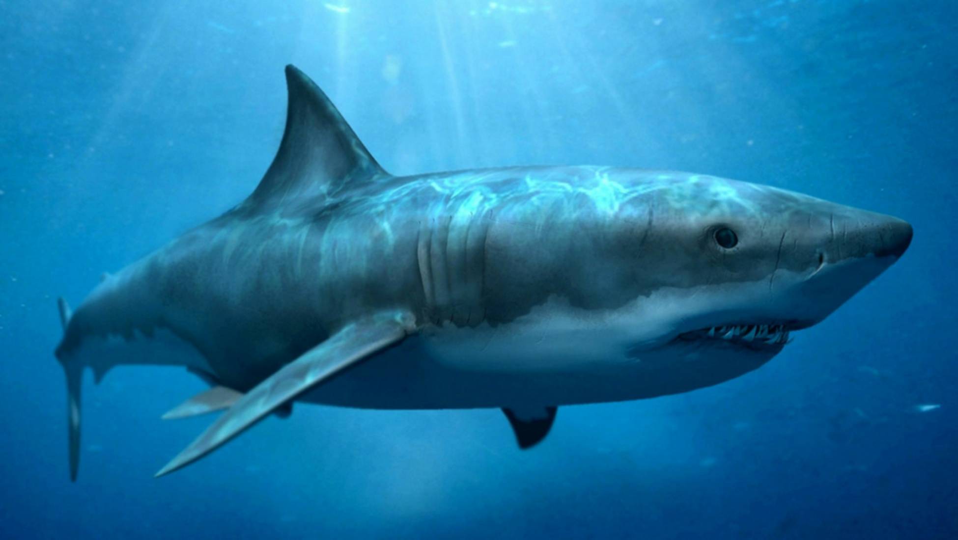 Tiburón gigante es encontrado con mordida enorme en su cabeza Tiburón gigante es encontrado con mor dida enorme en su cabeza