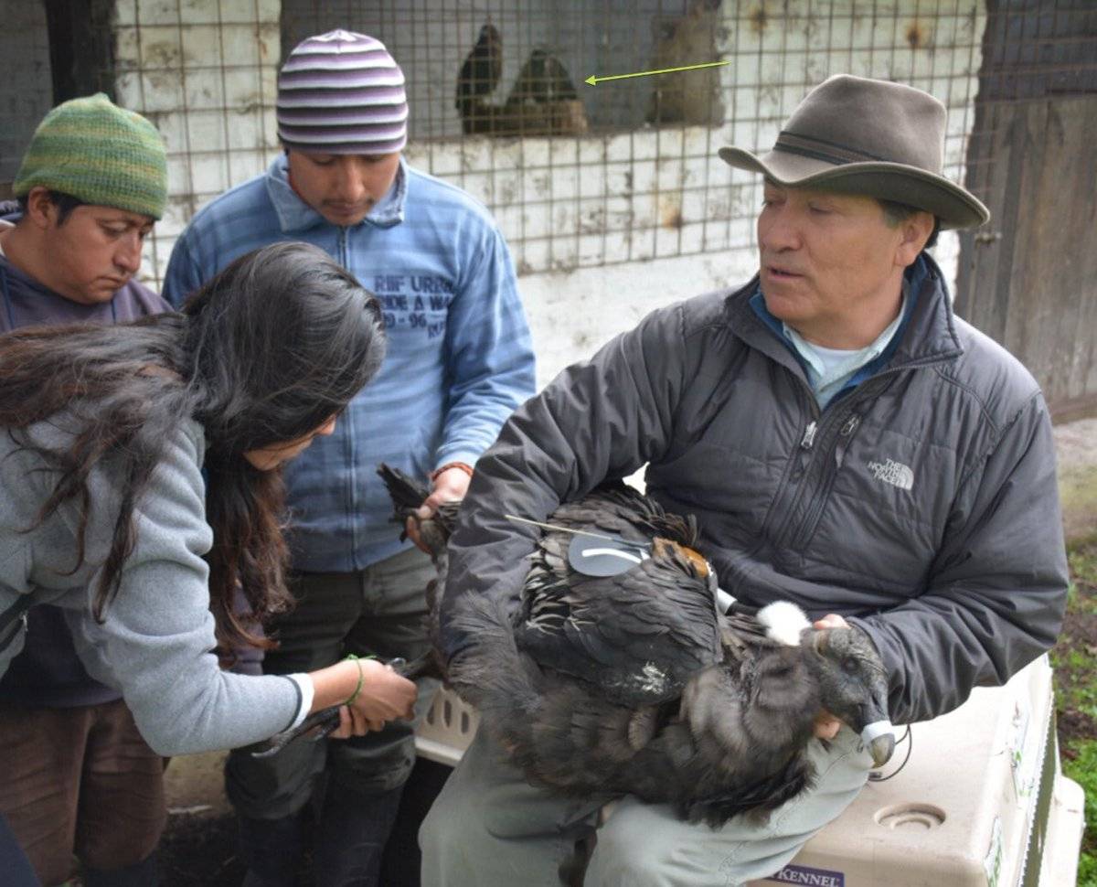 Ami, la cóndor que murió