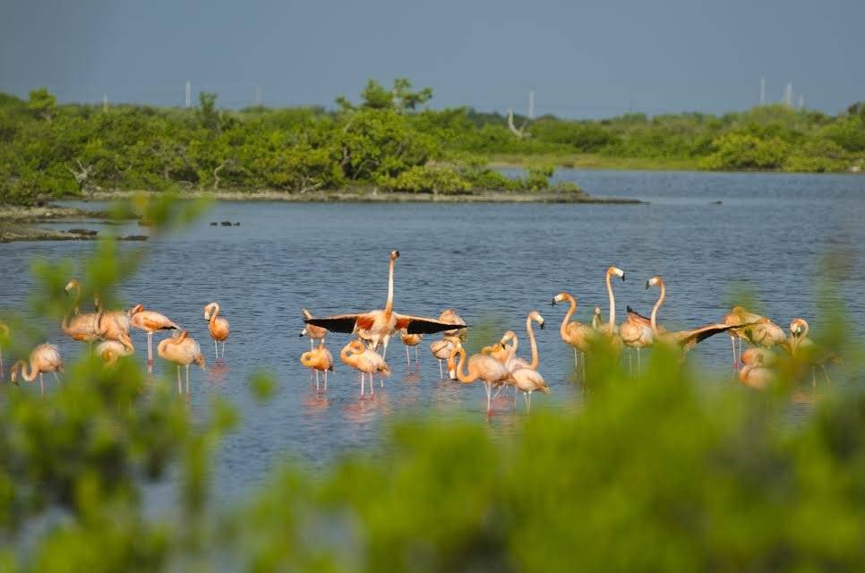 anegada2