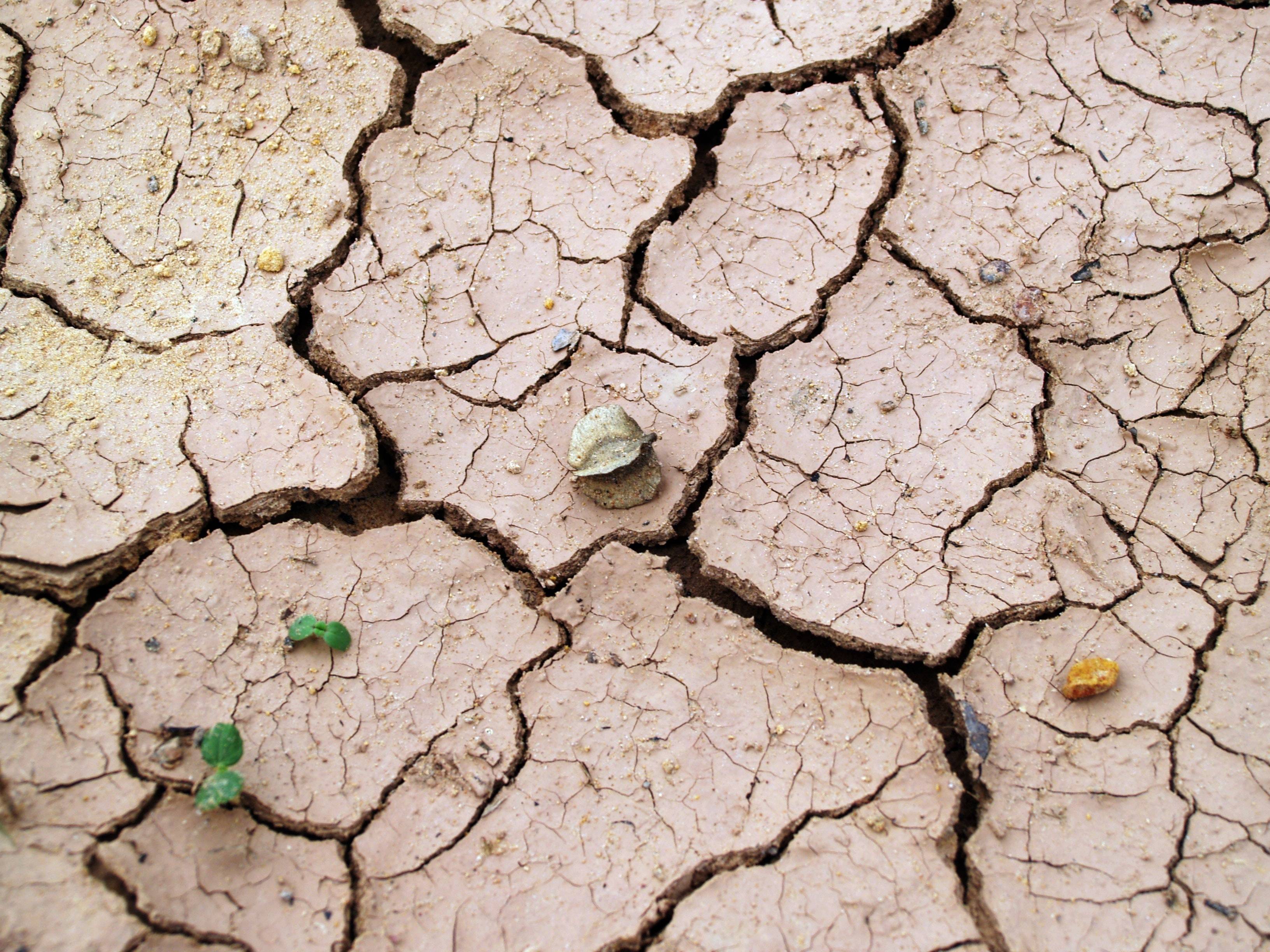 Gracias a la humanidad, el clima de la Tierra podría volver a ser el mismo de hace 50 millones de años Gracias a la humanidad, el clima de la Tierra podría volver a ser el mismo de hace 50 millones de años