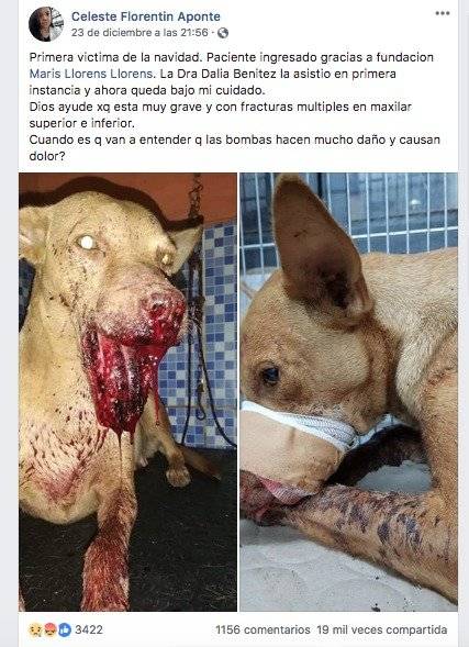 Perro
