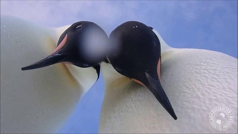pingüinos