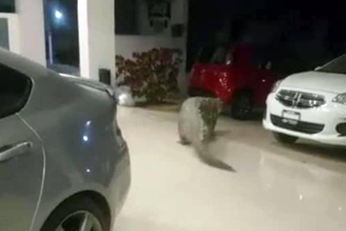 Cocodrilo de tres metros se mete a una agencia automotriz en Puerto Vallarta