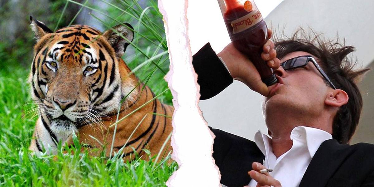 China manda ADN de tigre al espacio y tienen un motivo