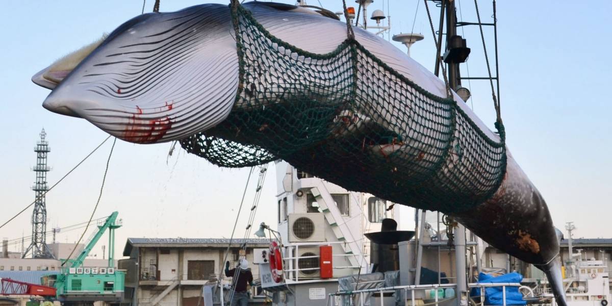 Japón reanudará la caza comercial de ballenas