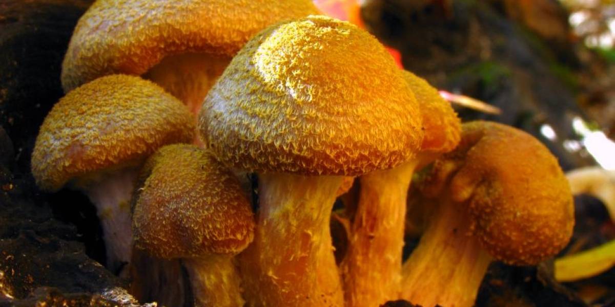 ¡Está bajo tierra! Un gigantesco y milenario hongo llega a pesar 400 toneladas y asombra al mundo entero