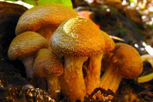 armillariagallica26659-55b36f299284a9bb602eacb0f9f20fd0-600x400.jpg