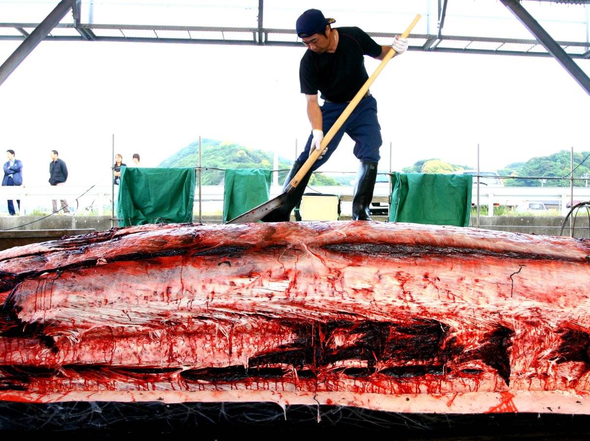 Carne de ballenas en japón