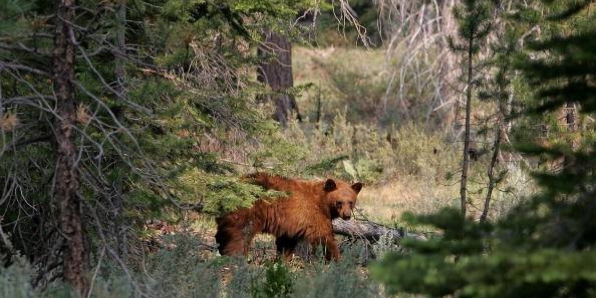 Cazador fue devorado por oso que mantuvo como 'mascota' por cuatro años Cazador fue devorado por oso que mantuvo como 'mascota' por cuatro años
