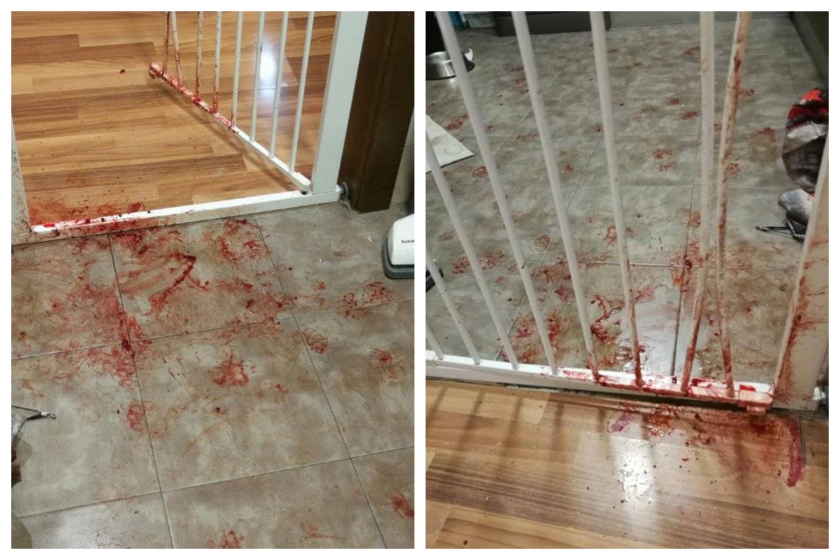 piso ensangrentado perra en pánico