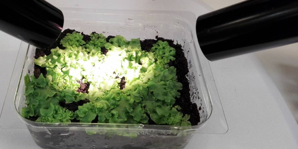 Científico chileno es premiado internacionalmente por su trayectoria y estudios sobre el metabolismo de las plantas